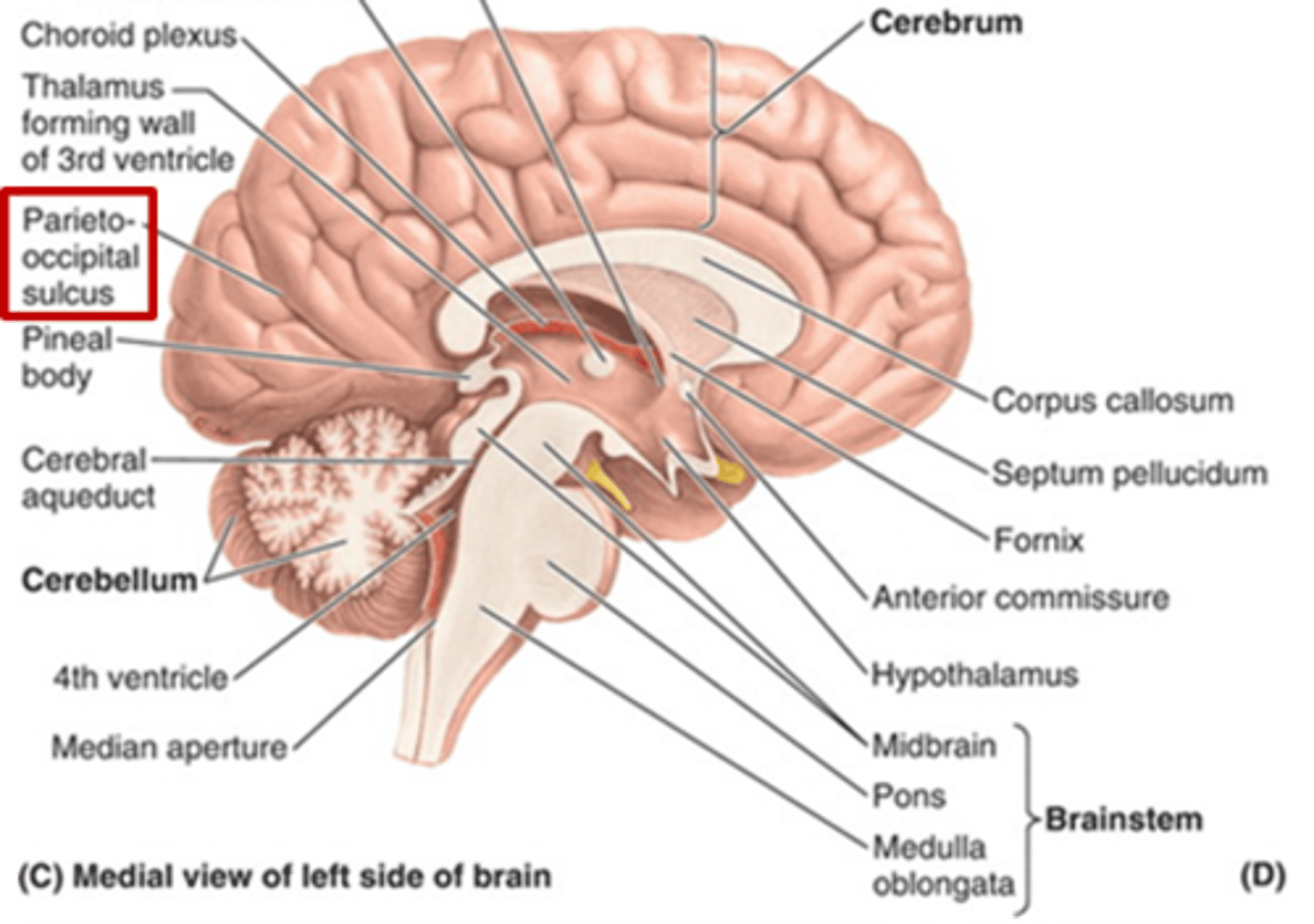 <p>parieto-occipital sulcus</p>