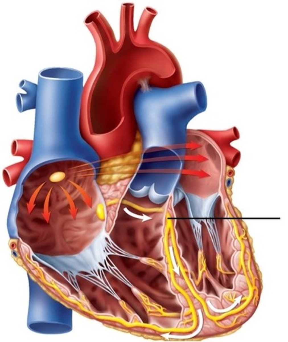 <p>ID the Cardiac Conduction Structure</p>