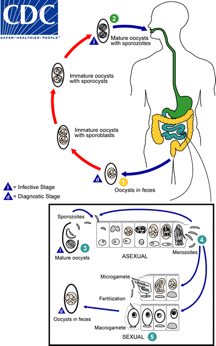 <p><strong>pathogenic</strong> </p><ul><li><p><strong>Type</strong>: Coccidia; <strong>small intestine</strong>.</p></li><li><p><strong>ID</strong>: <strong>Oocyst</strong>: immature with <strong>1 sporoblast</strong>; mature with <strong>2 sporocysts</strong>, each with <strong>4 sporozoites</strong>.</p></li><li><p><strong>Symptoms</strong>: Severe diarrhea, steatorrhea, fever, nausea, weight loss; <strong>notorious in HIV-positive</strong> patients.</p></li><li><p><strong>Bloody stool?</strong> No.</p></li><li><p><strong>Stains/tests</strong>: <strong>Modified acid-fast</strong>; stool O&amp;P.</p></li></ul><p></p>
