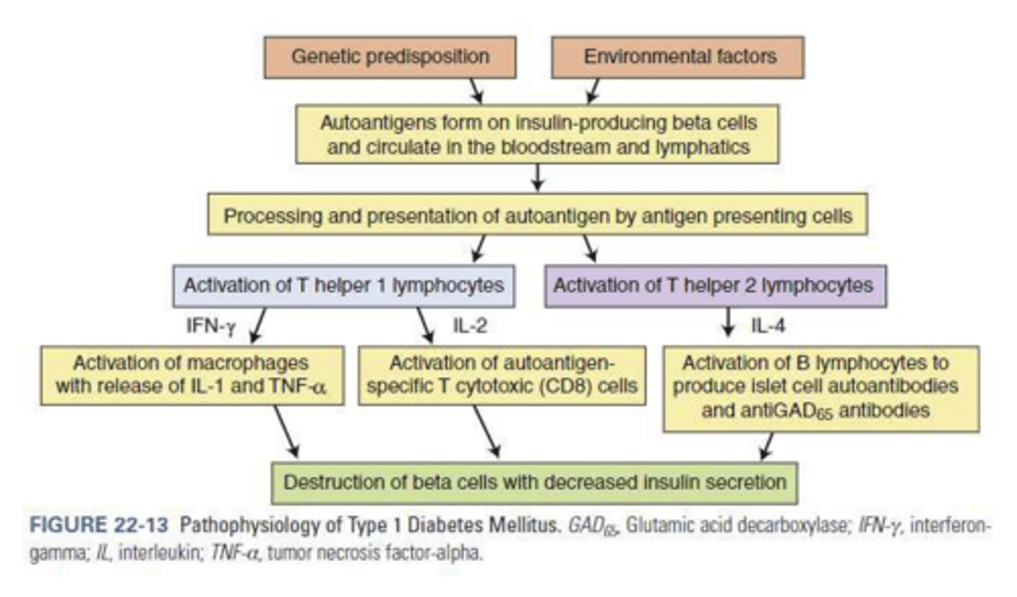 <p>Autoimmune destruction of pancreatic beta cells leading to absolute insulin deficiency typically due to genetic & environmental factors. </p>