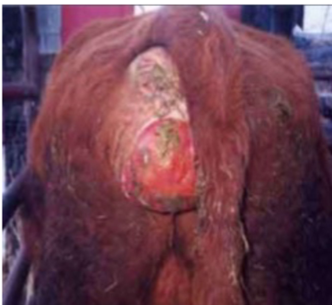 <p>What is this emergency?</p>