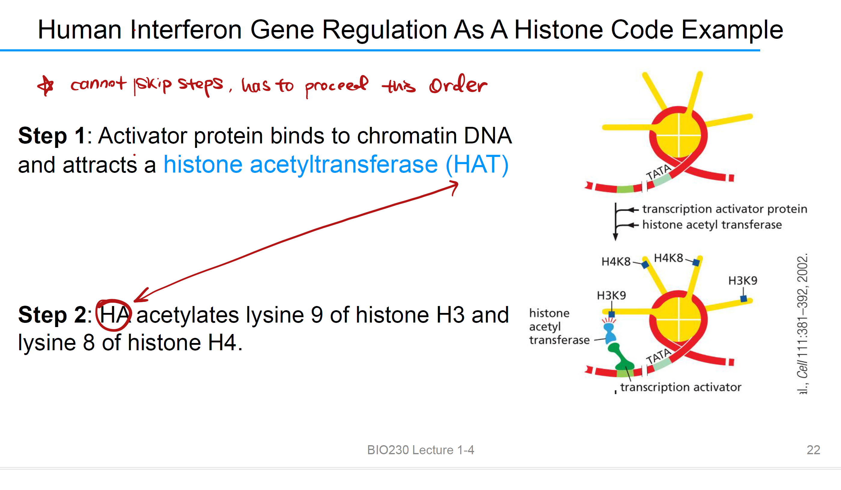<p>Step 1: Activator protein binds to <strong>chromatin DNA</strong> and 吸引 histone acetyltransferase (HAT)</p><p>Step 2: HA acetylates乙酰化 <strong>lysine 9</strong> of histone H3 and<strong> lysine 8</strong> of histone H4</p><p>Step 3: Activator protein 吸引<strong> histone kinase (HK)</strong></p><p>Step 4: HK 磷酸化 <strong>serine 10</strong> of histone H3. 只有在上一步acetylation of lysine 9之后才会发生</p><p>Step 5<strong>: Serine modification signals </strong>the <strong>acetyltransferase</strong> to 乙酰化<strong> lysine 14</strong> of histone H3. 写出了转录起始的histone code</p><p>Step 6: <strong>TFIID </strong>and a<strong> chromatin remodeling complex</strong> bind to modified histone tails，转录开启</p>
