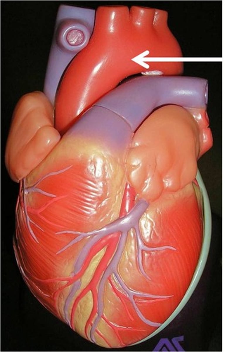 <p>identify this artery;</p><p>curve of the aorta, allows for branches to the cephalic vessels</p>