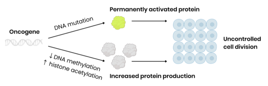<p>(An oncogene is a mutated / abnormally expressed form of the corresponding proto-oncogene)</p><p></p><ul><li><p>mutation in DNA base sequence → overproduction of protein OR permanently activated protein</p></li><li><p>→ by leading to change in amino acid sequence which changes protein tertiary structure </p></li><li><p>Decreased DNA methylation OR increased histone acetylation → increases production of protein </p></li><li><p>→ by stimulating binding of RNA polymerase to promoter region, stimulating transcription </p></li><li><p>Both lead to uncontrolled cell division (cell division is permanently stimulated)</p></li></ul><p></p>