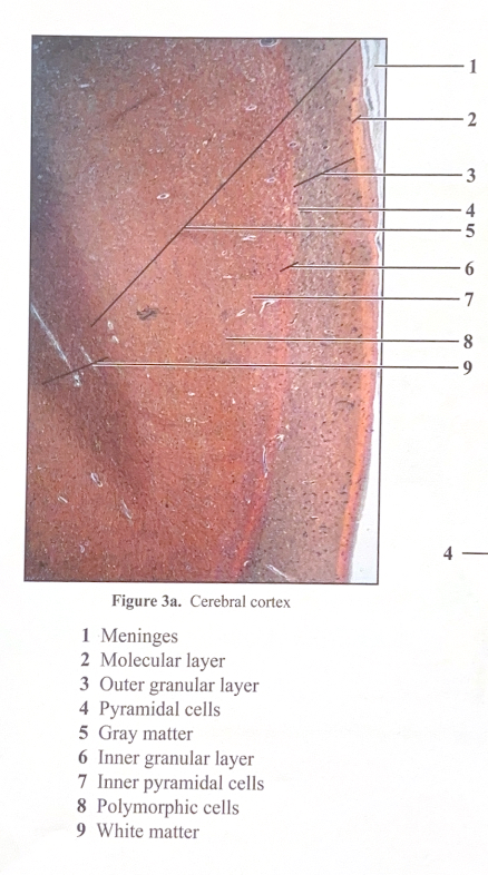 <ol><li><p>Meninges</p></li><li><p>Molecular layer&nbsp;</p></li><li><p>Outer granular layer&nbsp;</p></li><li><p>Pyramidal cells</p></li><li><p>Gray matter</p></li><li><p>Inner granular layer&nbsp;</p></li><li><p>Inner pyramidal cells&nbsp;</p></li><li><p>Polymorphic cells&nbsp;</p></li><li><p>White matter&nbsp;</p></li></ol><p></p>