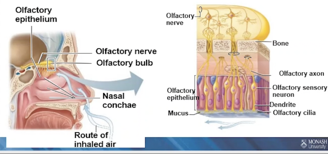 <p>Smell → olfactory sensory neurons</p><ul><li><p>located in the olfactory epithelium</p></li><li><p>hav cilia, surrounded by mucus </p></li><li><p>Odourant must be gaseous / volatile</p></li><li><p>Must reach olfactory epithelium, dissolved in mucus </p></li><li><p>odourant binds and opens gated channels → generating action potential</p></li></ul><p></p>