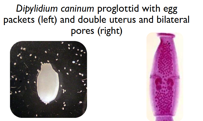 <ul><li><p>Scolex has suckers and hooks to cling onto the intestinal wall</p></li><li><p>Proglottids mature, fill with eggs and separate from the tapeworm</p></li><li><p>Pass out host with feces</p></li><li><p>Looks like grains of rice</p></li></ul><p></p>