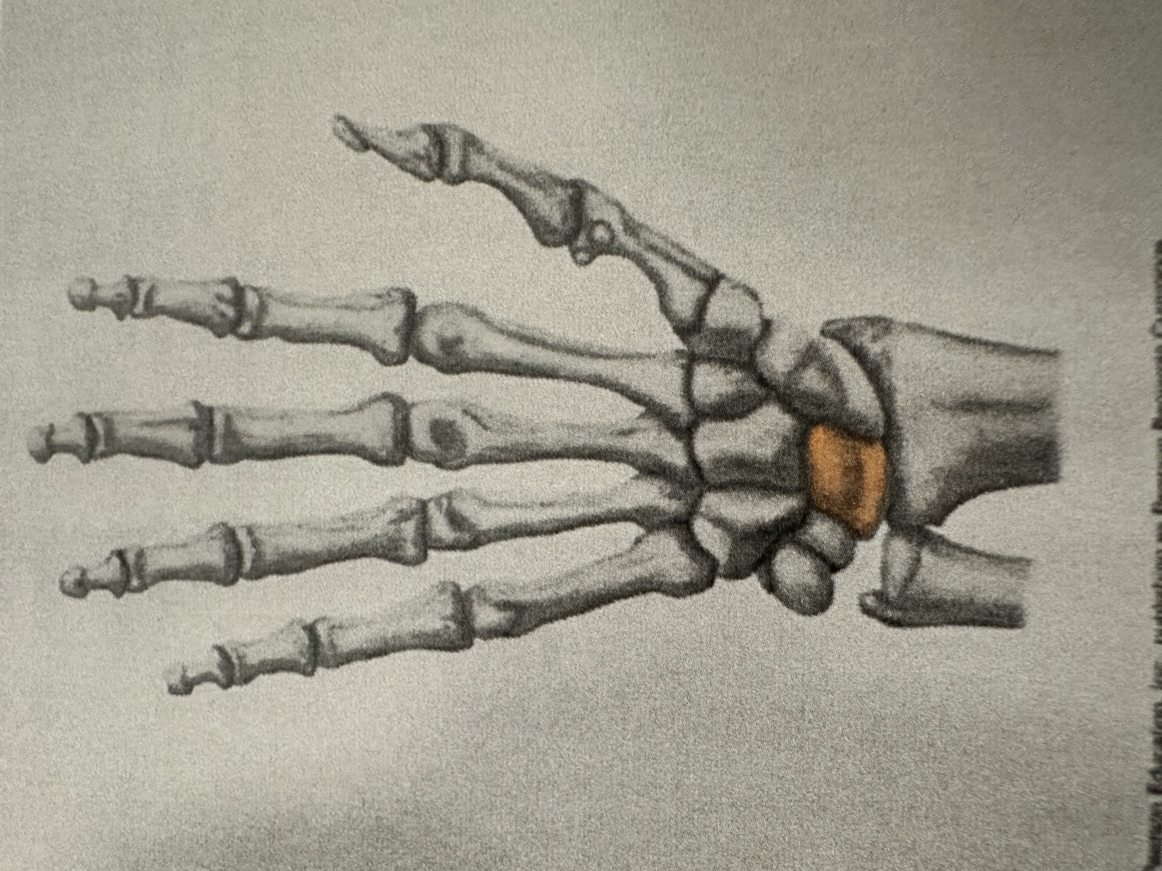 <p>Proximal Carpal Bone</p><p>(So Long To Pinky)</p>