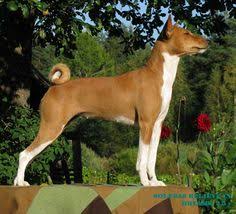 <p>(hound group)</p>