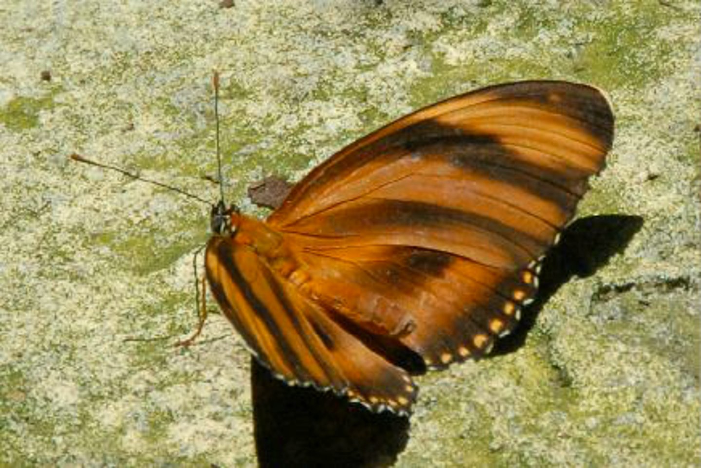 <p>Identify the butterfly or moth shown:</p>