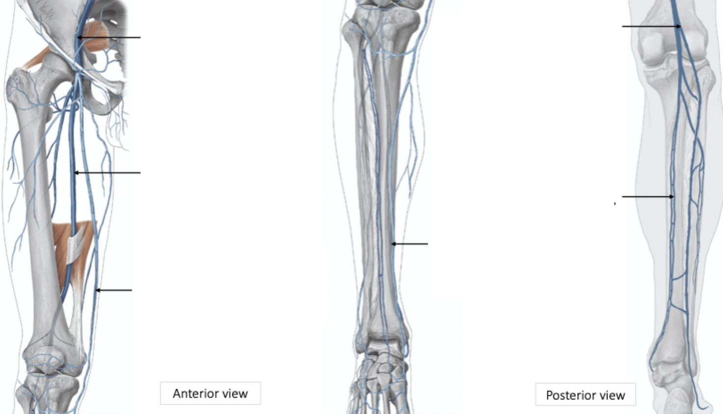 <p>Leg Venous Drainage</p>