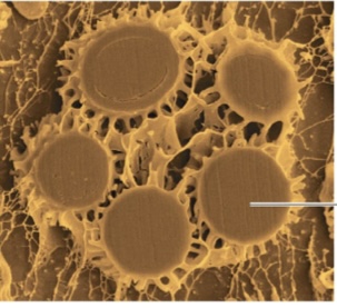 <p>Ascospores</p>