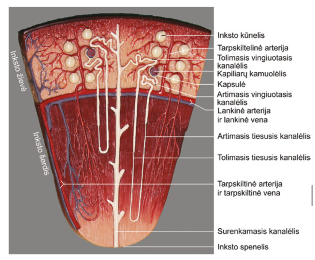 <p>Kapiliaru kamuolelis ir kapsule</p>