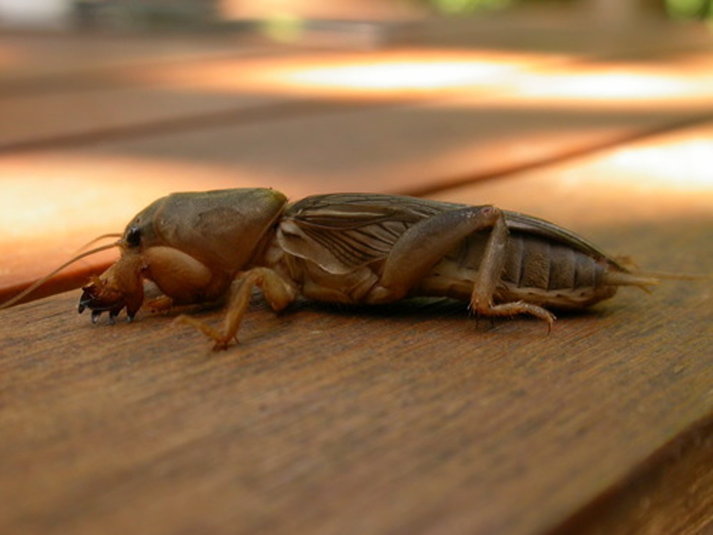 <p>Cricket Family</p>