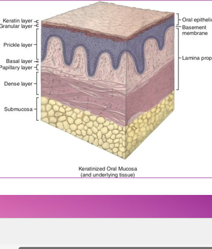 <ul><li><p>rete ridges or pegs</p></li><li><p>basement membrane still lies inbetween</p></li><li><p>the sulcular and junctional epithelia do not, nor does scar tissue</p></li></ul><p></p>