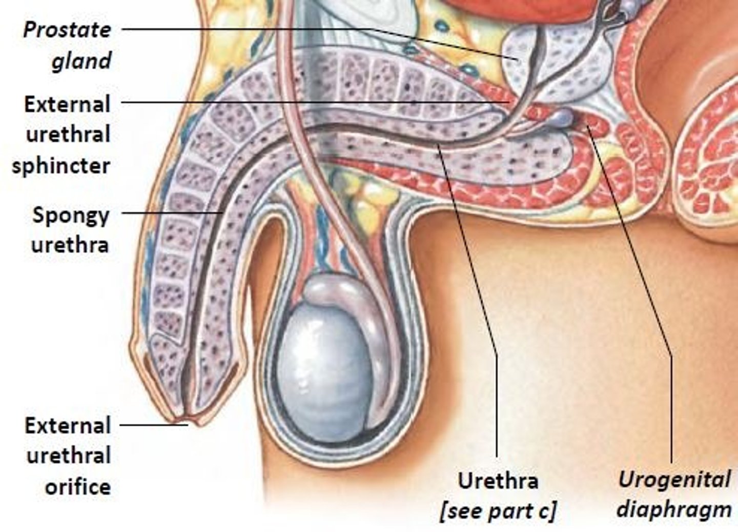 <p>The Male urethra is ____ cm long and transports ______.</p>