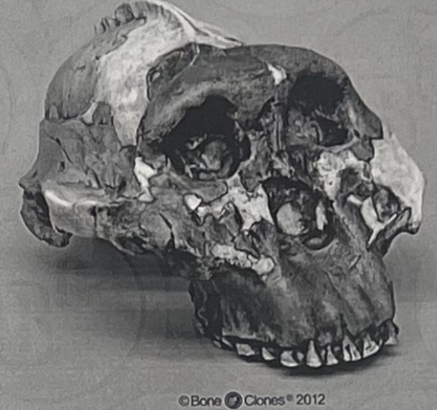 <p>Genus &amp; species</p><p>a. Location</p><p>b. Time</p>