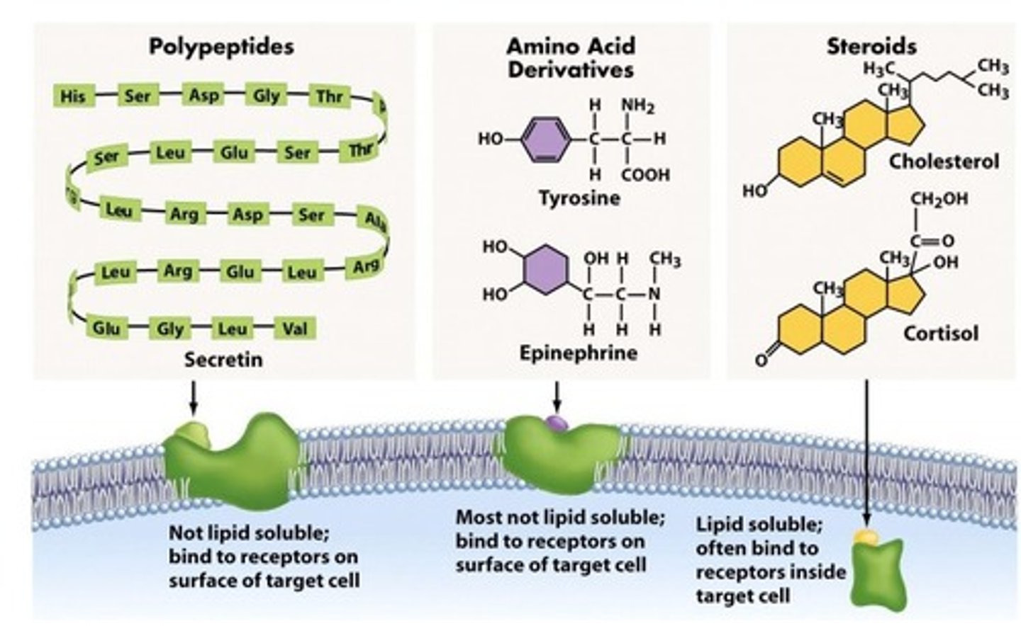 <p>signaling molecules that can cross plasma membrane and bind to intracellular receptors in cytoplasm</p>