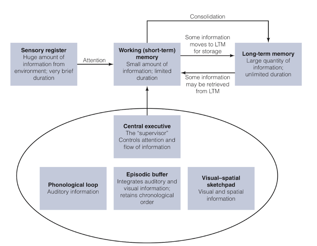 <ul><li><p>passive vs active short term memory distinguished </p><ul><li><p>active STM = working memory </p></li><li><p>WMM fits into STM part of info processing model </p></li></ul></li><li><p>real time processing, retention, and manipulation of info to achieve goals - temporarily stores info while actively operating with/on it</p></li></ul><p></p>