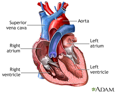 <p>Aorta</p>