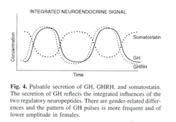 <p>GH goes in step with GHRH, SST goes in the opposite direction i.e. when SST is low, GHRH goes up.</p>