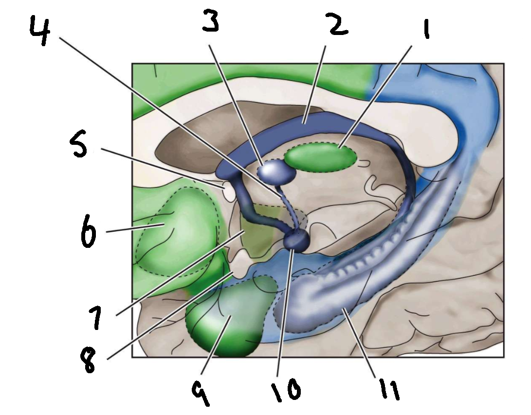 <p>What is 11?</p>