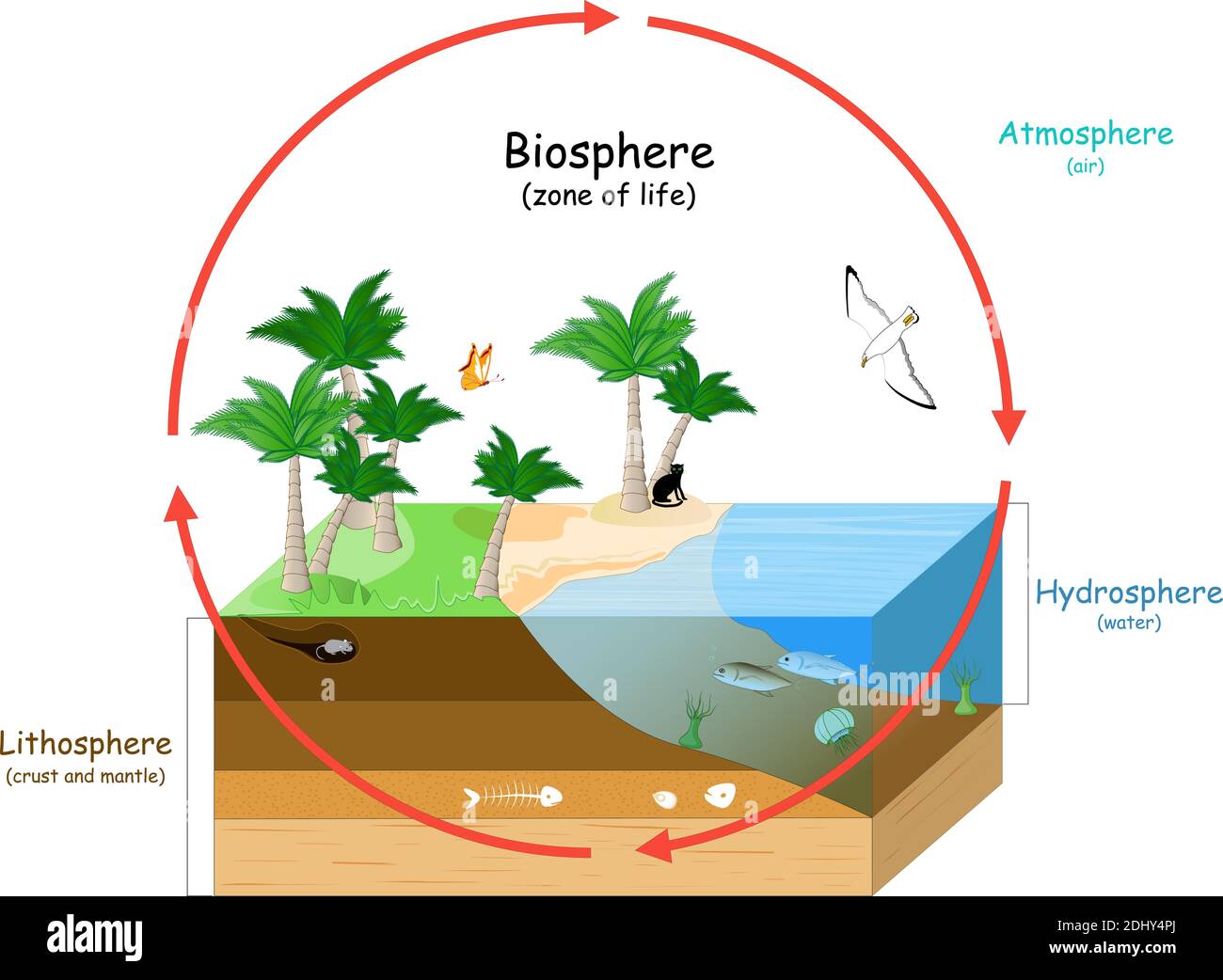 <p>The biosphere and atmosphere interact when things die or pass gas they release CO2 and methane into the air. The hydrosphere and biosphere interact as the biosphere particularly rivers and oceans act as hosts for complex life systems. The geosphere and biosphere interact as various rocks serve as hosts and safe havens for living organisms.  </p>