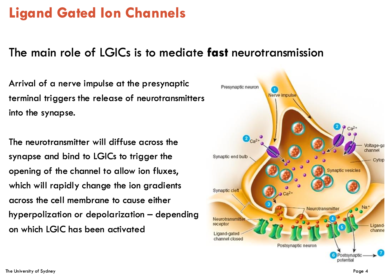 <p><strong>Fast</strong> neurotransmission</p><ul><li><p>NTs diffuse across synapse and bind to LGICs to trigger channel openings → ion fluxes (change ion gradients across cell membrane)</p></li></ul><p></p>
