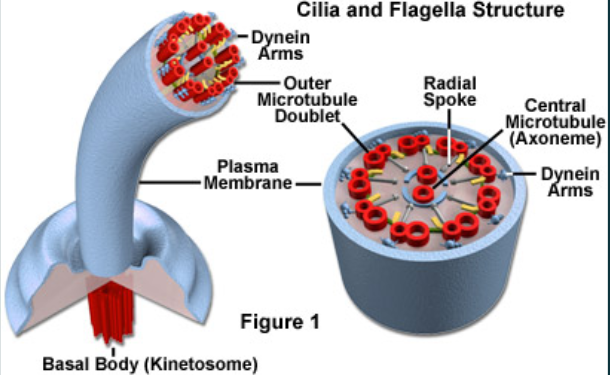 <p>What does cilia move past a group of cells? </p>