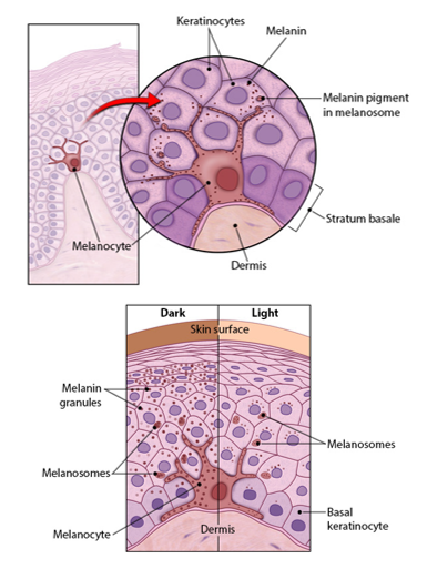 <p>-only pigment made in the skin</p><p>-delivered to keratinocytes within melanosomes</p><p>-everyone has the same relative number of melanocytes</p><p>-varying shades of skin color reflects the amount of melanin produced and retained</p><p>-freckles and pigmented moles are local accumulations of melanin</p>