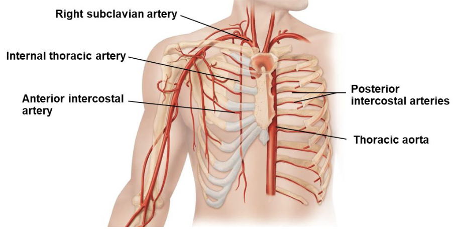 <ul><li><p><u>thoracic aorta</u> </p><ul><li><p>gives off posterior intercostal arteries</p></li></ul></li><li><p><u>internal thoracic arteries</u></p><ul><li><p>either side of the sternum</p></li><li><p>branch from subclavian arteries</p></li><li><p>gives off <u>anterior intercostal arteries</u> which join with <u>posterior intercostal arteries</u></p></li></ul></li></ul><p></p>