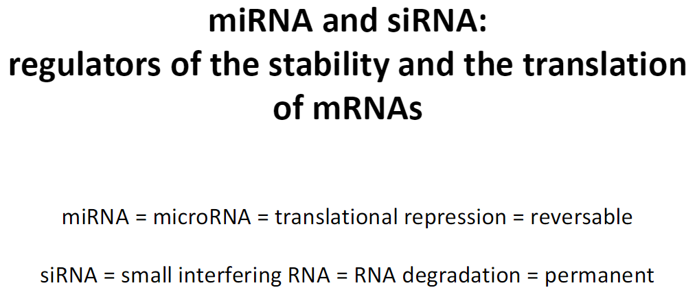<p><strong>Function</strong><br> Regulate mRNA stability and translation</p><p><strong>miRNA (microRNA)</strong><br> Causes translational repression<br> Effect is reversible</p><p><strong>siRNA (small interfering RNA)</strong><br> Causes RNA degradation<br> Effect is permanent</p>