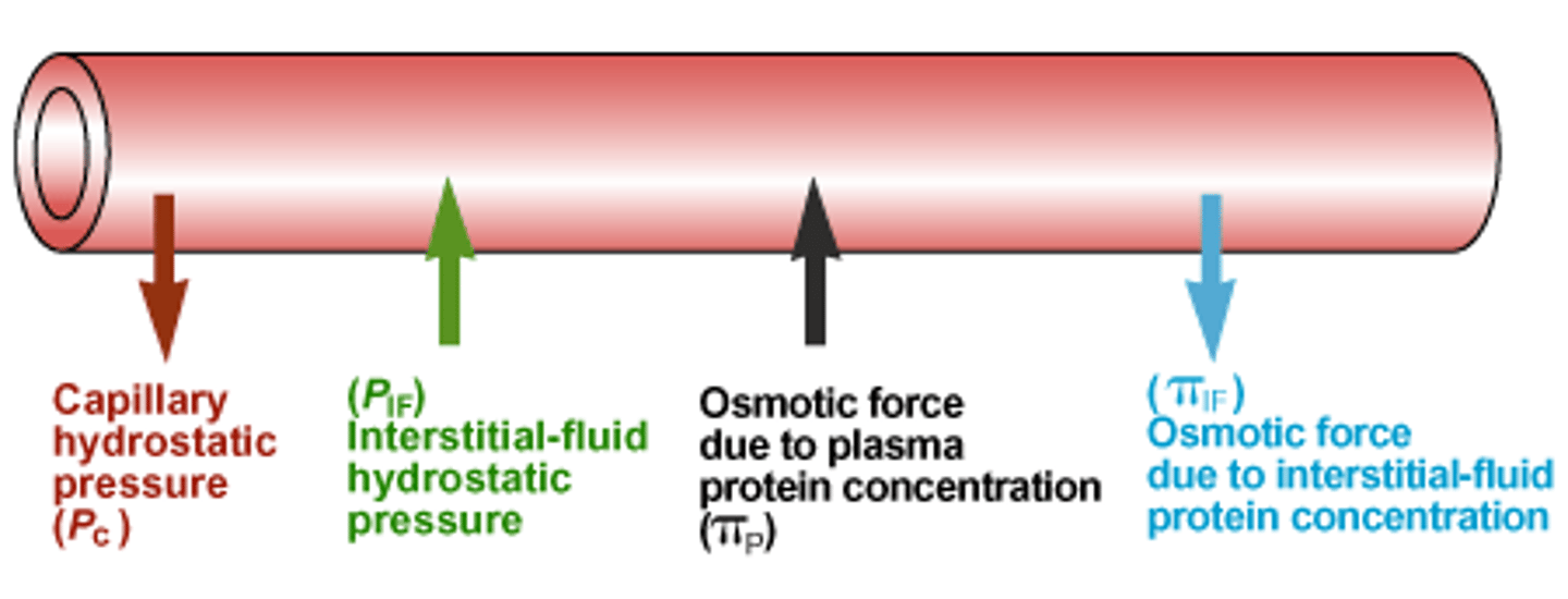 <p>Capillary hydrostatic pressure (Pc) = pressure exerted from the blood in the capillary</p><p>Interstitial fluid hydrostatic</p><p>pressure (PIF) = the pressure exerted by the fluid in the interstitial space (the fluid between cells) on the capillary wall</p><p>Capillary Plasma protein osmotic pressure (πC) = the pulling force created by proteins (mainly albumin) inside the capillary that draws water INTO the capillary</p><p>Interstitial plasma protein osmotic pressure (πIF) = the pulling force created by proteins in the interstitial fluid that draws water OUT of the capillary (into the tissues)</p>