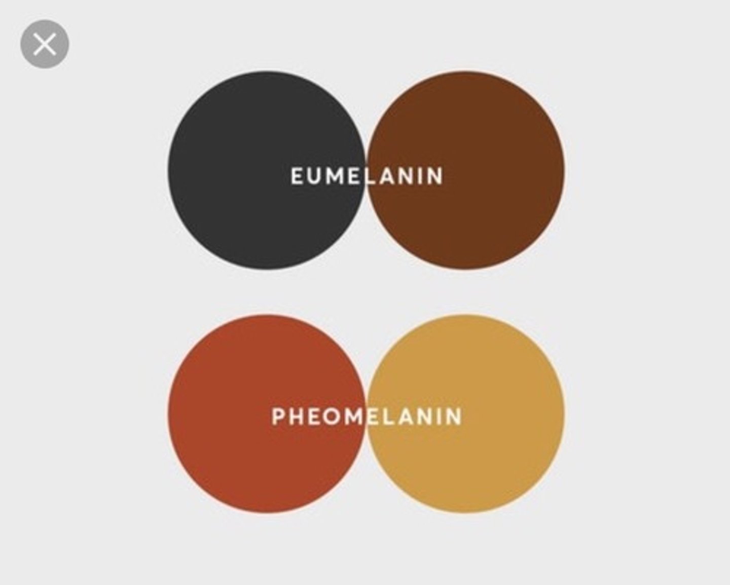 <p>Individual mice hair will have a light band of yellow pigment on an otherwise dark hair shaft</p>