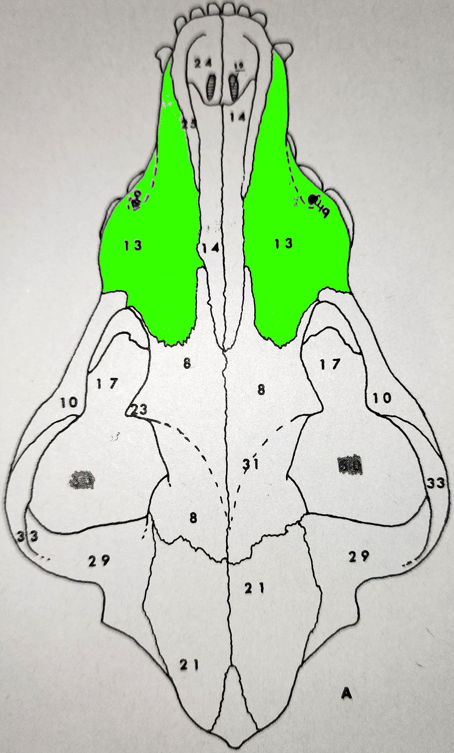 knowt flashcard image