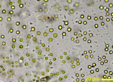 <p>frw benthic</p>