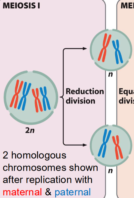 <ul><li><p>The separation of homologous chromosomes</p></li><li><p>Chromosome number is reduced by half (2n → n)</p></li><li><p>Reduction division</p></li></ul><p></p>
