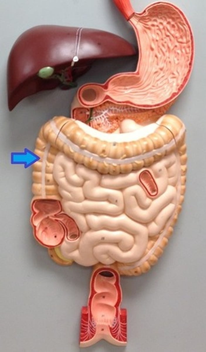 <p>What is this body feature?</p>