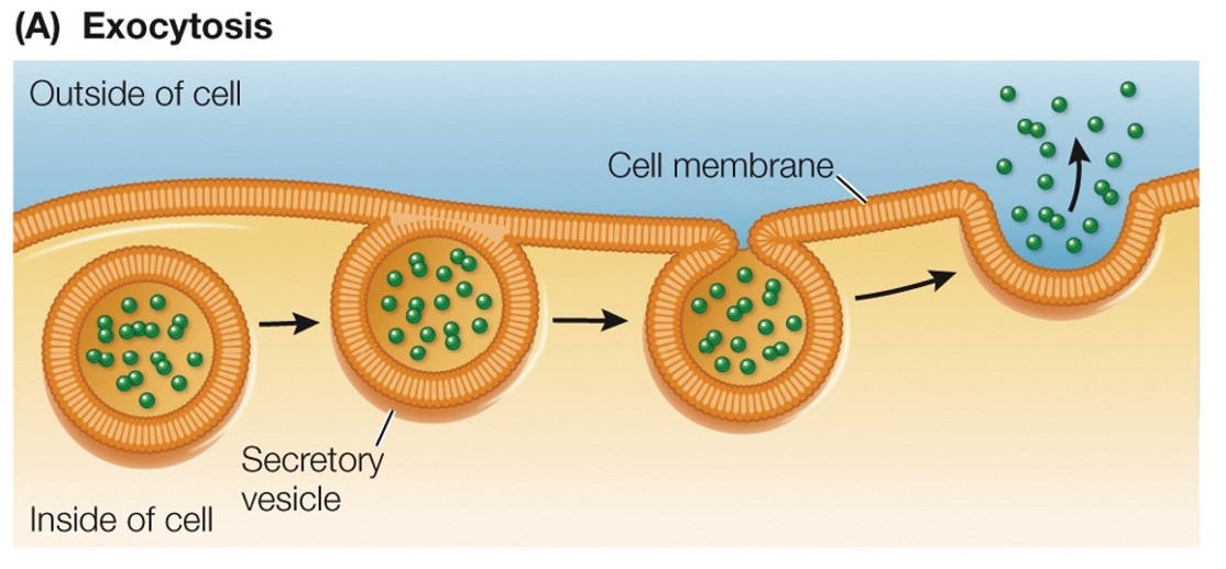 <p>Moves materials OUT of the cell</p><p>Vesicles move stuff to cell membrane and fuse with it to release it outside</p>