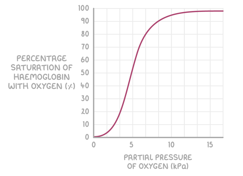 <p><span>Haemoglobin saturation with oxygen depends on the oxygen concentration, or partial pressure of oxygen (</span><em>p</em><span>O</span><sub>2</sub><span>). The units of partial pressure are kilopascals (kPa). Partial pressure can be shown on a graph called an oxygen dissociation curve.</span></p><p><strong><em>p</em>O<sub>2</sub> affects haemoglobin saturation as follows:</strong></p><ul><li><p><strong>Higher <em>p</em>O<sub>2</sub> - Haemoglobin has a high affinity for oxygen and binds with it (e.g. in the lungs).</strong></p></li><li><p><strong>Lower <em>p</em>O<sub>2</sub> - Haemoglobin has a low affinity for oxygen and releases it (e.g. at respiring body cells).</strong></p></li></ul><p></p>