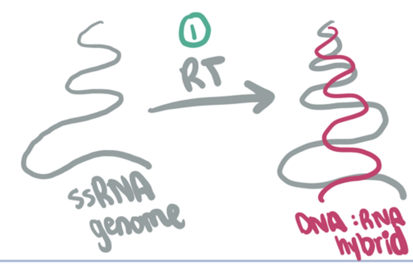 <p>Retrovirus Replication:</p><p>1. RT makes a complimentary ___ strand using the ssRNA genome as a template</p>