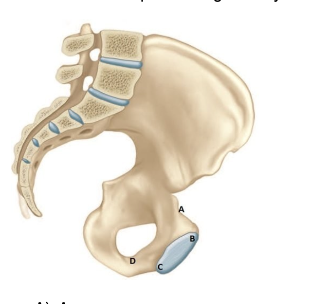 <p>The nurse is explaining pelvic measurements to a patient who is 20 weeks pregnant. On the diagram, which measurement should the nurse identify as being the smallest for the fetus to pass during delivery?</p>