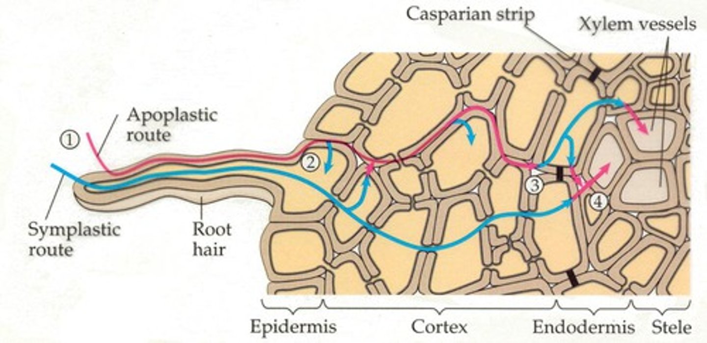 <p>a) Apoplastic - water</p><p>b) Symplastic - water and minerals</p><p>c) Transcellular - water</p>