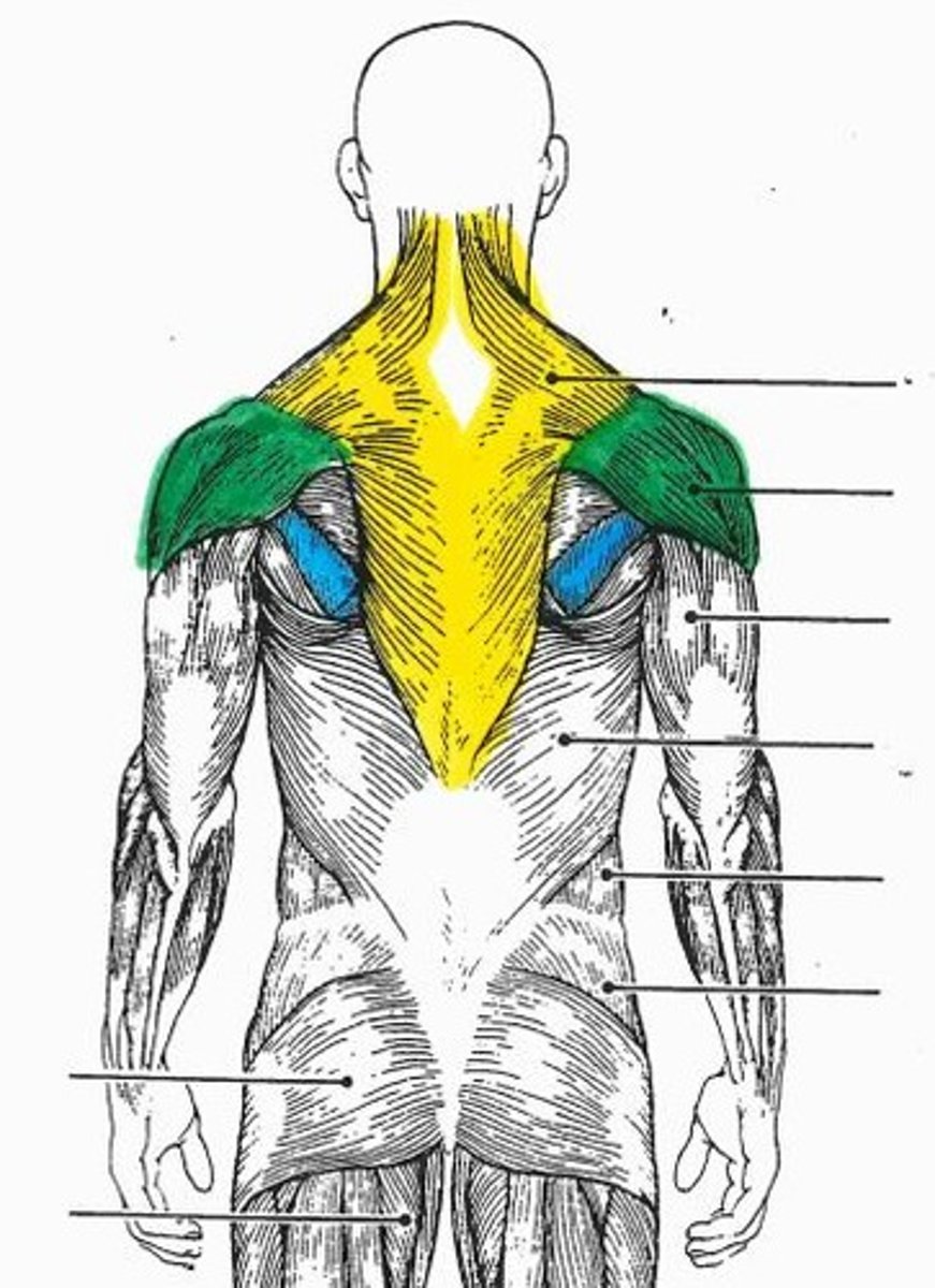 <p>turquoise muscle</p>