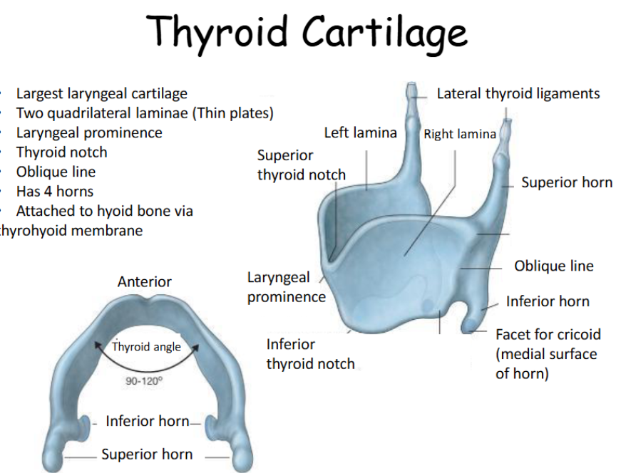 <p>Thyroid </p>