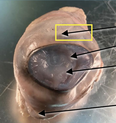 <p>What is this highlighted figure?</p>