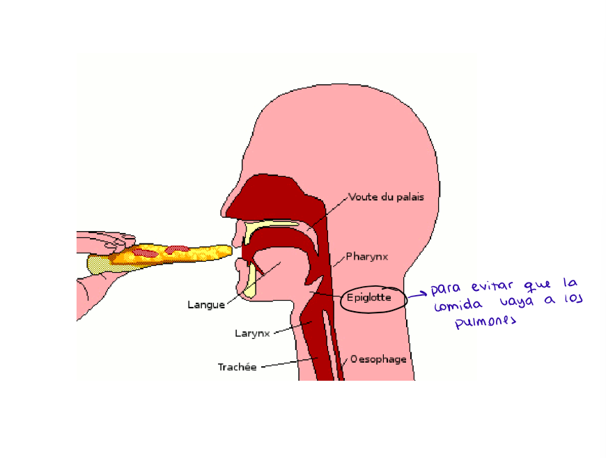<p>Para tapar la tráquea y evitar que la comida se vaya a los pulmones.</p>