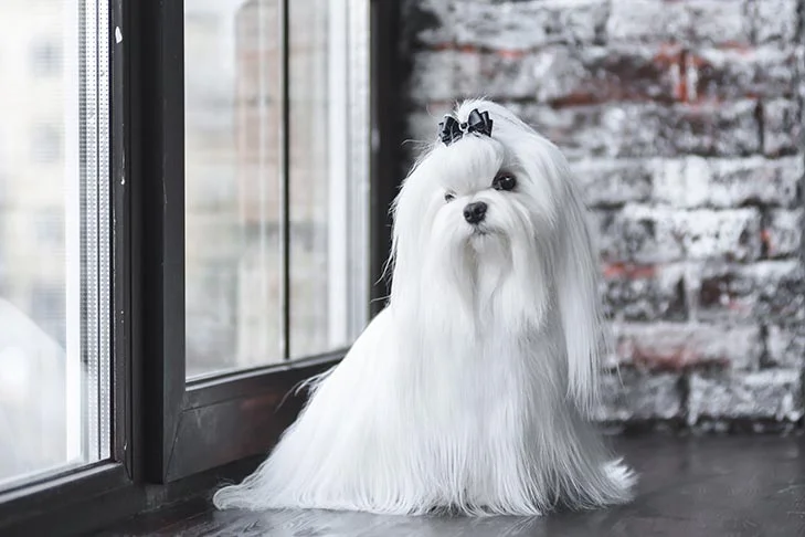 what dog breed is this