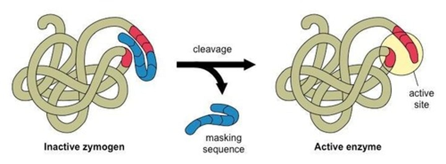 <p>Activates ubiquitin by forming a high energy bond with its C-terminal glycine.</p>
