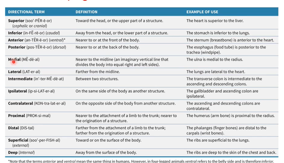 <p>summary including ipsilateral and contralateral </p>